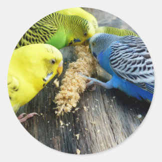 Sticker Rond Perruche