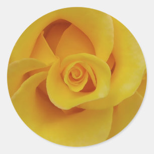 Sticker Rond Pétales de rose jaune romantiques
