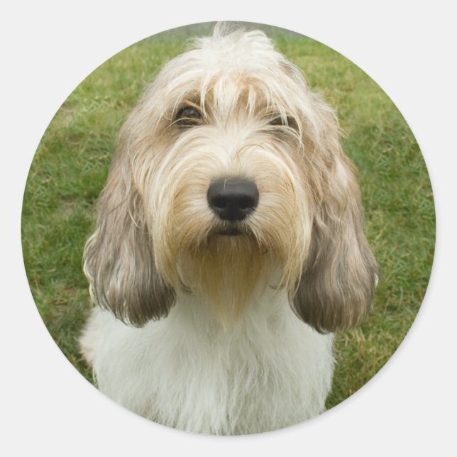 Sticker Rond Petit Basette Griffon Vendeen (Devant)