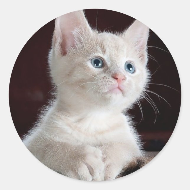 Sticker Rond Petit chaton blanc (Devant)