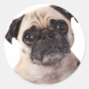 Sticker Rond petit chien mignon de carlin