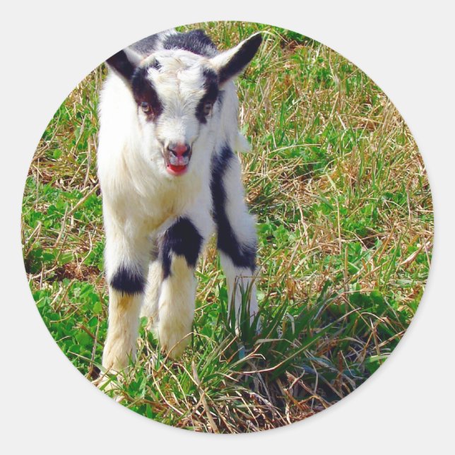 Sticker Rond Petit endroit (Devant)