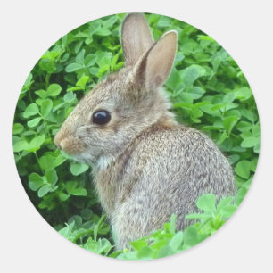 Sticker Rond Petit Lapin