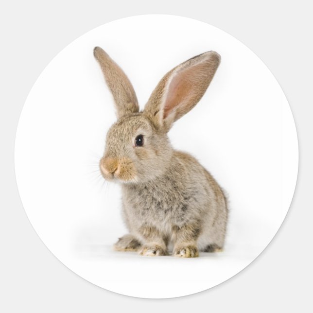 Sticker Rond Petit lapin mignon (Devant)