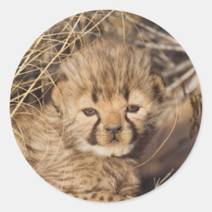 Sticker Rond Petit mâle de 19 jours. Namibie