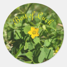 Petit peu de fleur de chance