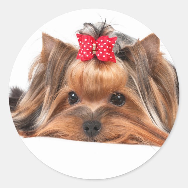 Sticker Rond Petite beauté (Devant)