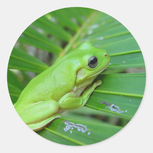Sticker Rond Petite grenouille verte (Devant)