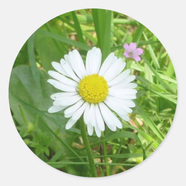 Sticker Rond Petite petite marguerite miniature blanche et jaun (Devant)