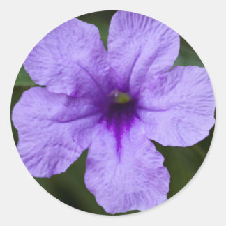 Sticker Rond Pétunia mexicain nain pourpre