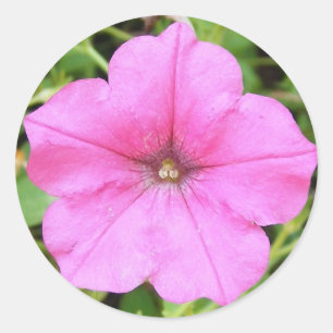 Sticker Rond Pétunia rose