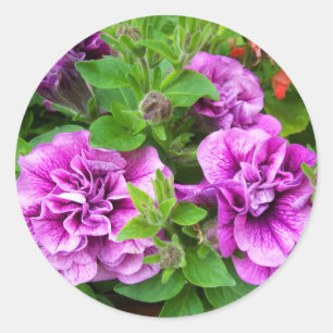 Sticker Rond Petunia Tumbelina Julia