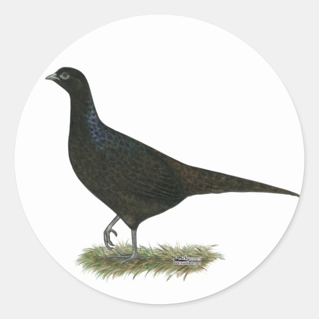 Sticker Rond Pheasant noir Hen (Devant)