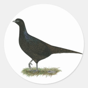 Sticker Rond Pheasant noir Hen