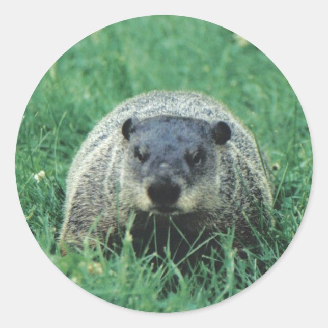 Sticker Rond Phil Groundhog (Devant)