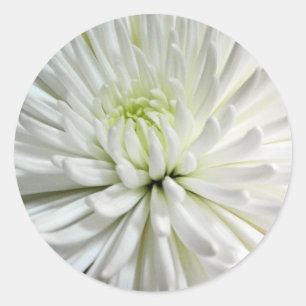 Sticker Rond Photo blanche de fleurs de mamans de fleur de