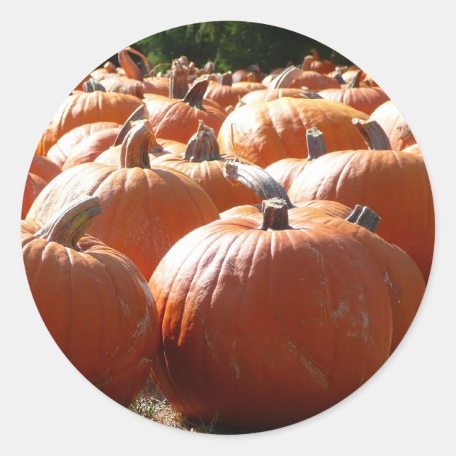Sticker Rond Photo citrouille pour automne, Halloween ou Thanks (Devant)