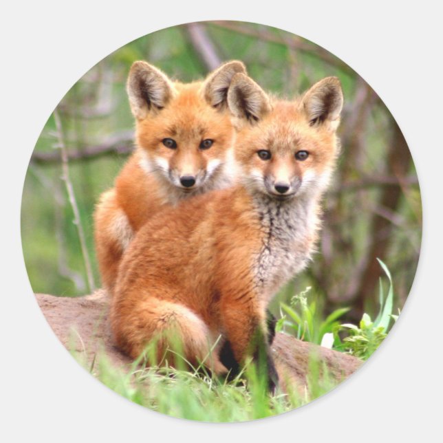 Sticker Rond Photo de adorable red fox kits sitting together (Devant)