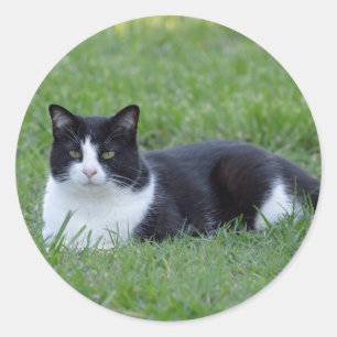 Sticker Rond Photo de chat en noir et blanc