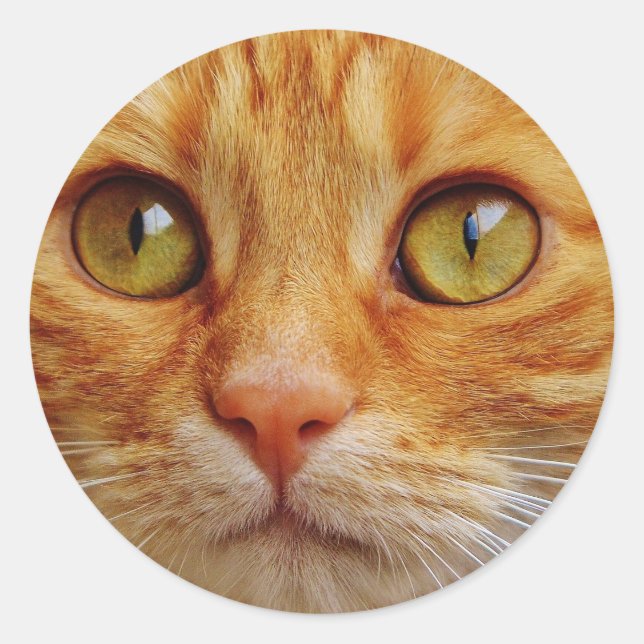 Sticker Rond Photo de chat Ginger (Devant)
