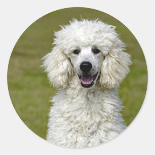 Sticker Rond Photo de chien blanc de caniche