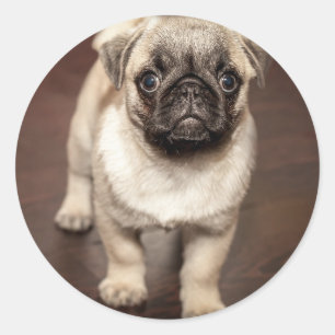 Sticker Rond Photo de chiot pug mignon