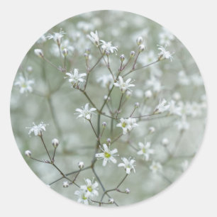 Sticker Rond Photo de fleur botanique de baby's breath vert sau