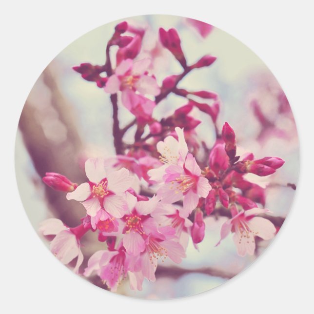 Sticker Rond Photo de fleurs d'arbre rose (Devant)