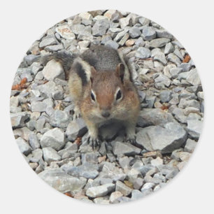 Sticker Rond Photo de la faune de Cute Chipmunk