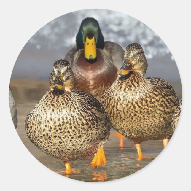 Sticker Rond Photo de la faune de Mallard Ducks (Devant)