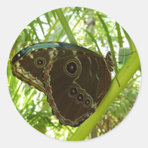 Sticker Rond Photo de la nature du papillon bleu Morpho