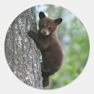 Sticker Rond Photo de l'arbre de l'ours Brown