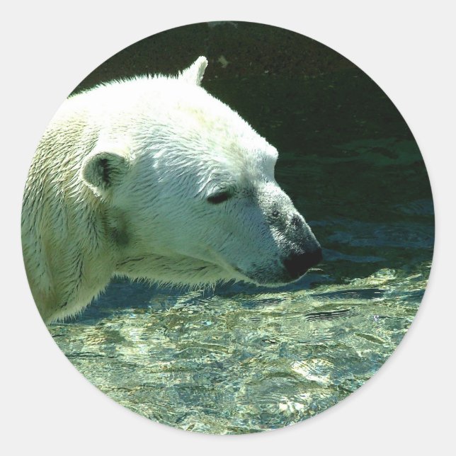 Sticker Rond Photo de l'ours polaire (Devant)