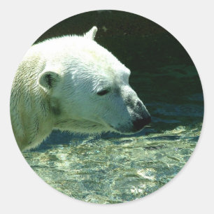 Sticker Rond Photo de l'ours polaire