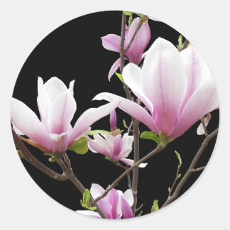 Sticker Rond Photo de magnolia rose sur fond noir