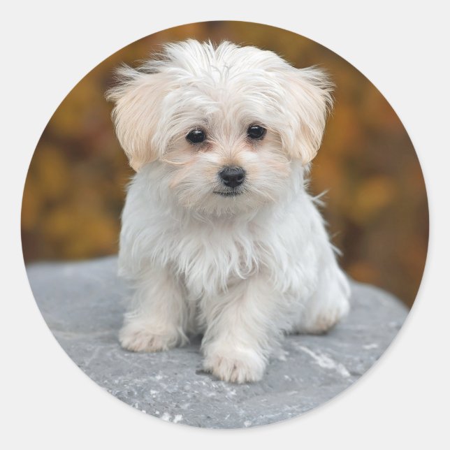 Sticker Rond Photo de Maltese White Puppy (Devant)
