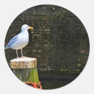 Sticker Rond Photo de mouette côtière et de faune océanique