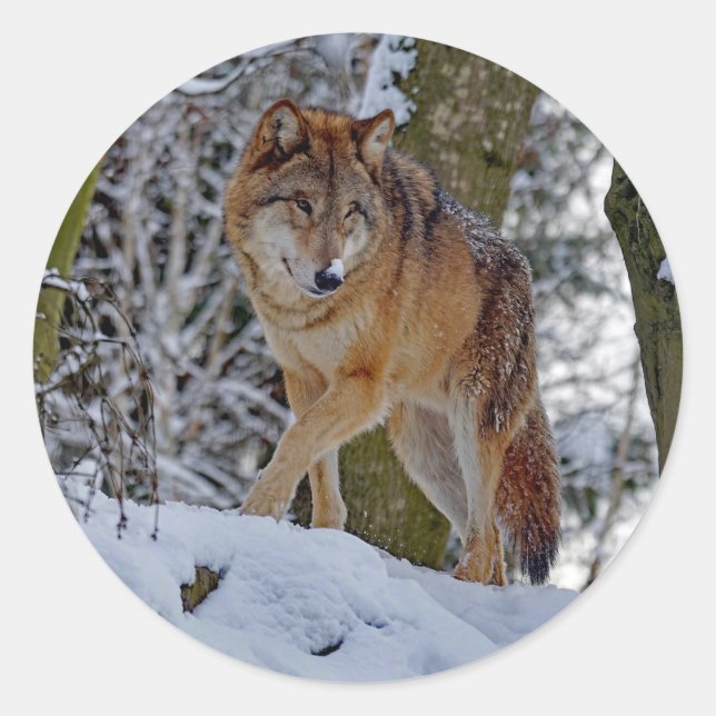 Sticker Rond Photo de neige du loup sauvage (Devant)