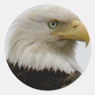 Sticker Rond Photo de profil d'Eagle chauve sur l'île