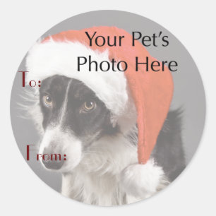 Sticker Rond Photo de votre animal de compagnie sur le nom de N