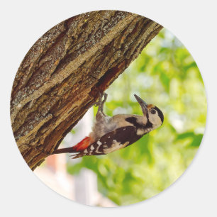 Sticker Rond Photo d'oiseau pic sauvage