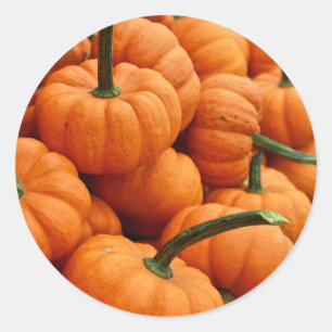 Sticker Rond Photo du Citrouille de Mini Fall