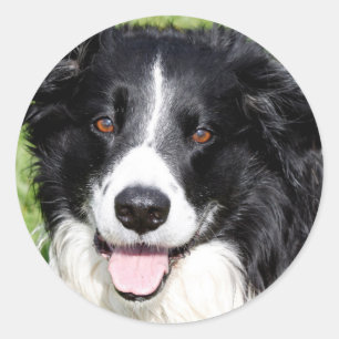 Sticker Rond Photo d'un chien heureux