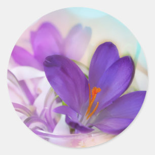 Sticker Rond Photo d'un joli Crocus de printemps violet