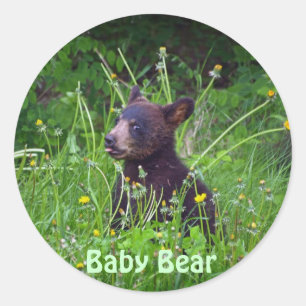 Sticker Rond Photo d'un ourson noir mangeant des pissenlits