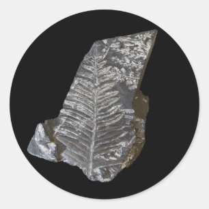Sticker Rond Photo Feuille de fougère fossilisée sur Black