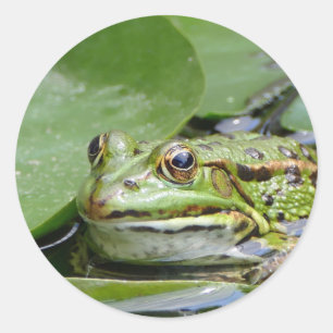 Sticker Rond Photo Grenouille Green Lily Pad