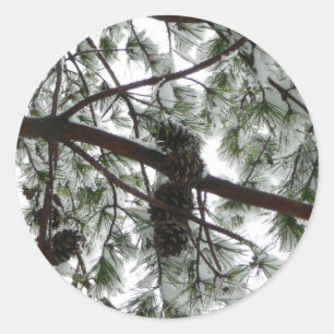 Sticker Rond Photo hivernale sous le pin couvert de neige