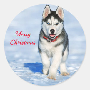 Sticker Rond Photo Husky Puppy Neige Noël