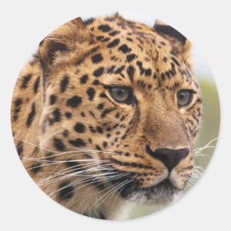 Sticker Rond Photo léopard